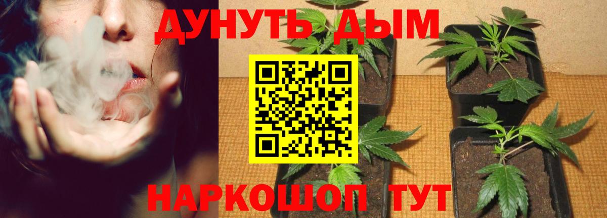 Каннабис индика Тихвин